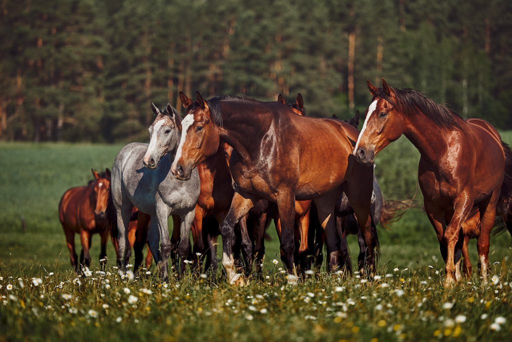 Chevaux en bonne santé vivant au pré