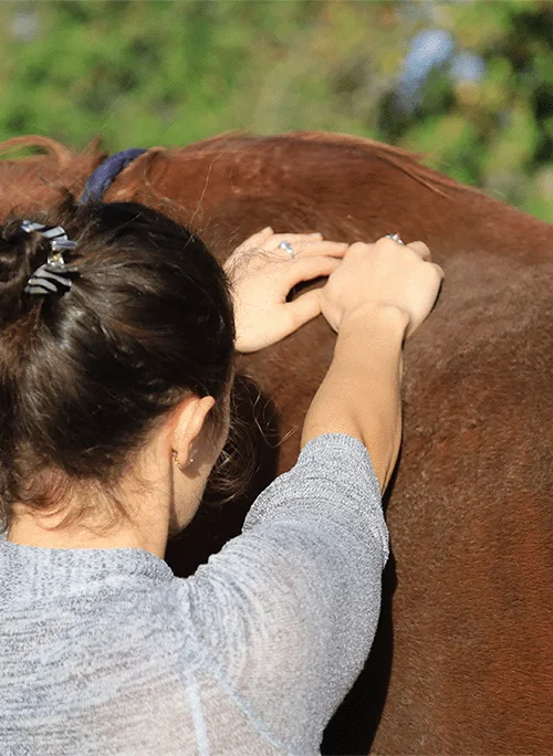 Béatrice qui prodigue un shiatsu à un cheval