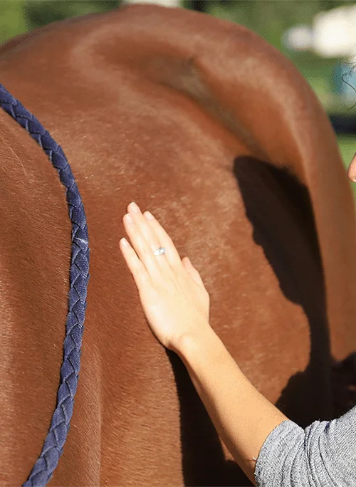Une main est posée sur un cheval alezan