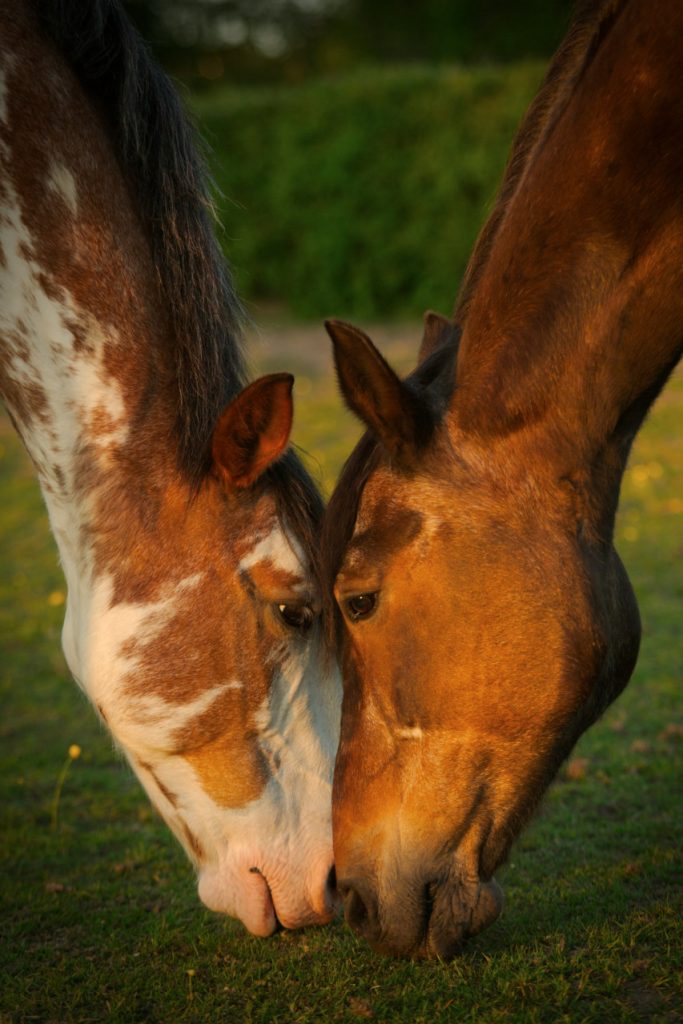 Chevaux broutant nez à nez