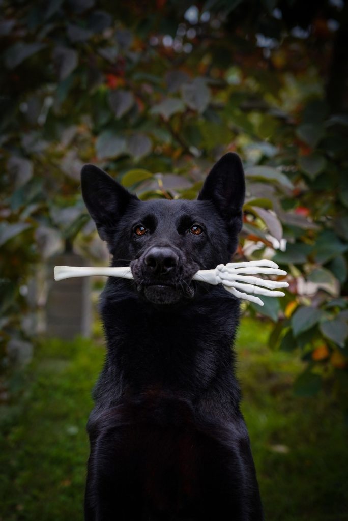 Chien avec un os en plastique entre les dents.
