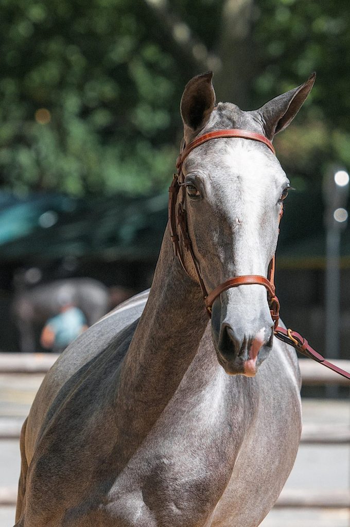 Cheval pur-sang au travail en longe.